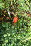 Arum italicum subsp. italicum 'Marmoratum' RCP9-10 100.jpg